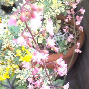 ヒューケラタペストリー,可愛いはな,元気を貰える花,癒しの植物,風にゆれるお花が好き♡の画像