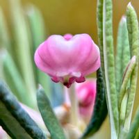 ヒメシャクナゲ,スマホ撮影,マクロレンズ,庭に咲く花,我が家の花達の画像