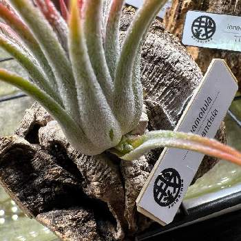 エアプランツ　イオナンタ,T.ionantha,おうち園芸,ティランジア属,チランジア属の画像