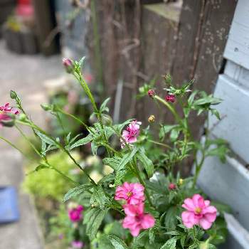 ラナンキュラス・ラックス(ディーバ),存在感バツグン,大好き,元気モリモリ♡,春の花！の画像