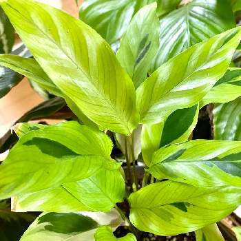 Anthurium andreanum,種からの画像
