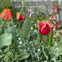 バラと宿根草,『秋植え球根2023』フォトコンテスト,花壇,種蒔きっ子, チューリップの画像