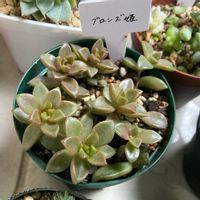  ブロンズ姫,多肉植物,葉挿し,多肉初心者,バルコニー/ベランダの画像