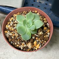 チワワエンシス,多肉植物,葉挿し,多肉初心者,バルコニー/ベランダの画像