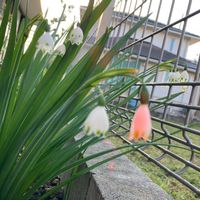 愛知県尾張,小さな花壇,スノーフレーク♪,小さな庭の画像
