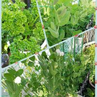 スナップエンドウ☆,家庭菜園,プランター野菜,グリンピースの豆,小さな庭の画像