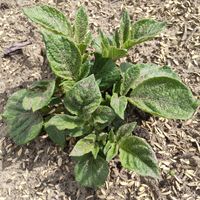 植物のある暮らし,ボタニカルライフ,ありがとう♡,家庭菜園,チーム岐阜の画像