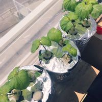 大葉 青しそ,大葉 青しそ,大葉 青しそ,野菜 水耕栽培,スポンジ栽培の画像