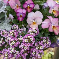 ハンキング,風に揺れる花,おうち園芸,みまもり隊,庭観察の画像