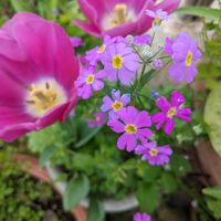 ハンキング,風に揺れる花,おうち園芸,みまもり隊,庭観察の画像