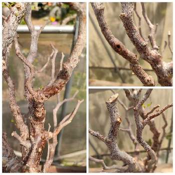 チレコドン レスキュラーツ万物想,挿し木,塊根植物,冬型塊根植物の画像