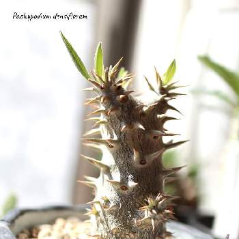 チレコドン レスキュラーツ万物想,挿し木,塊根植物,冬型塊根植物の画像