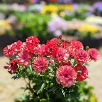 ラナンキュラスラックスの花,❇︎ラナンキュラス,2年目,花のある暮らしの画像