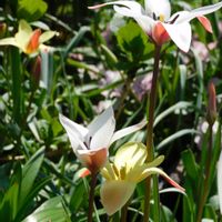  チューリップ,ガーデニング,花のある暮らし,原種系チューリップ,花壇の画像