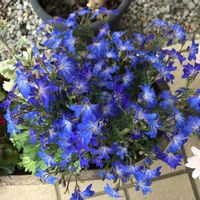 ハツコイソウ･アキアオ,お花大好き♡,ハツコイソウ・アキアオ*,おうち園芸,春ですね♪の画像