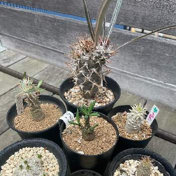 チレコドン レスキュラーツ万物想,挿し木,塊根植物,冬型塊根植物の画像