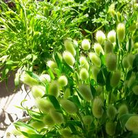 ラグラス,ラグラス バニーテール,手作り,花材,ベランダの画像