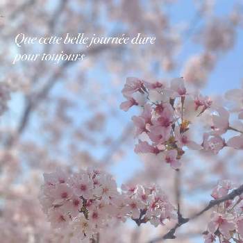 桜 ソメイヨシノ,私の癒し,癒し,癒しの空間,緑のある暮らしの画像