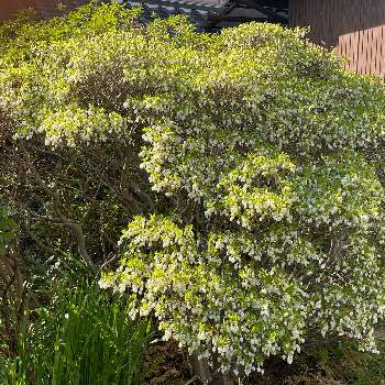 ドウダンツツジ,T'sお花,チーム岐阜,今日のお花,花のある暮らしの画像