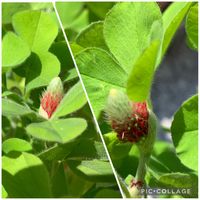 ストロベリーキャンドル,ピンクの花が好き,おうち園芸,春の足音,春探しの画像