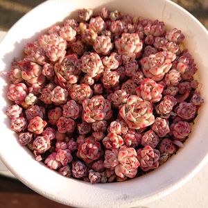 ペレスデラロサエ,多肉植物,多肉大好き,多肉ちゃん,成長記録の画像