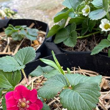 ほうれん草のタネ,ほうれん草,ホウレンソウの記録,たねからの幸せ,タキイ種苗の画像