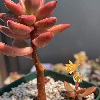 多肉植物たち,干からびる,腐るの画像