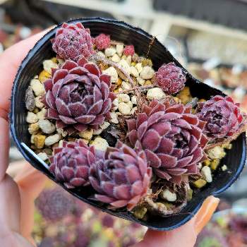 多肉植物たち,干からびる,腐るの画像