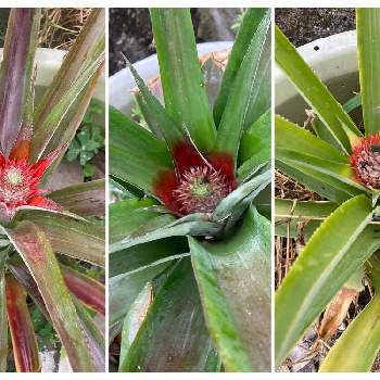 ほうれん草のタネ,ほうれん草,ホウレンソウの記録,たねからの幸せ,タキイ種苗の画像