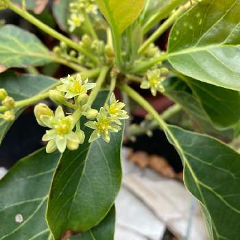 ほうれん草のタネ,ほうれん草,ホウレンソウの記録,たねからの幸せ,タキイ種苗の画像