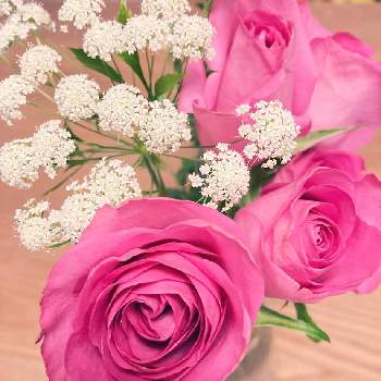 切り花,ばら バラ 薔薇,お出かけ先の画像