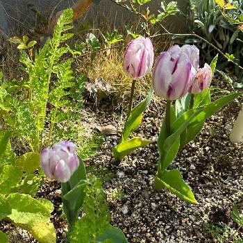 ほうれん草のタネ,ほうれん草,ホウレンソウの記録,たねからの幸せ,タキイ種苗の画像