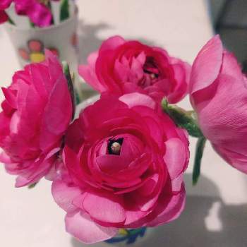 ラナンキュラス,花瓶,キッチンの画像