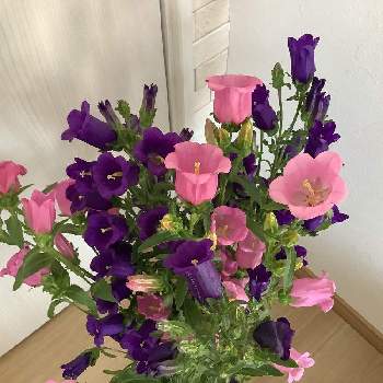 カンパニュラ♡,切り花,部屋の画像