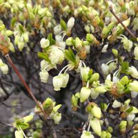 ドウダンツツジ,咲いた！,可愛い〜♡,花のある暮らし,今日のお花の画像