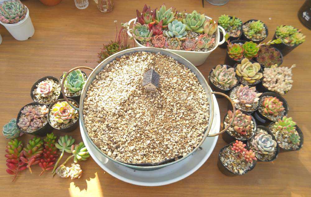 多肉植物 箱庭作り｜🍀GreenSnap（グリーンスナップ）