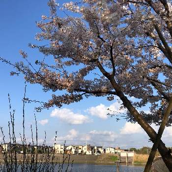 園芸店,さくら 桜 サクラ,お花見,花のある暮らし,お店の画像