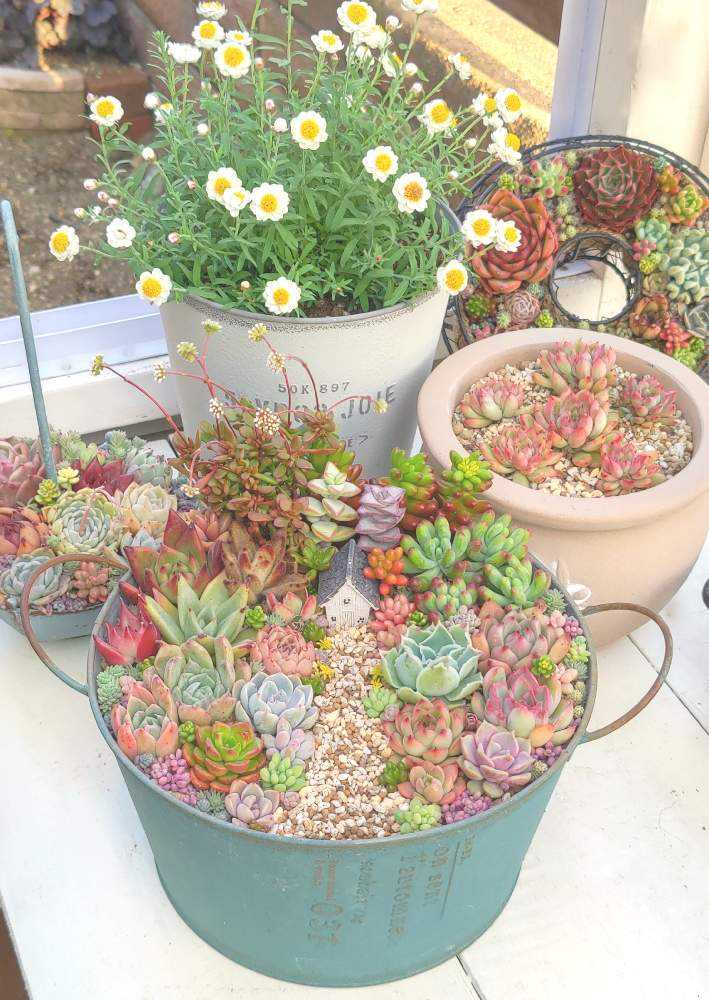 多肉植物箱庭風寄せ植えM - atelier HanaMoMiji | minne 国内