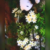 クレマチス  カートマニージョー,毎月2日はスヌーピーの日,ハンキング,チームスヌー,小さな庭の画像