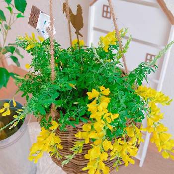 植物と暮らす,植物のある暮らし,癒しの植物,プチプラ雑貨,植中毒の画像