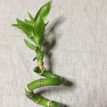 の画像