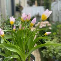 ガーデニング,可愛い,咲いた！,花のある暮らし, チューリップの画像