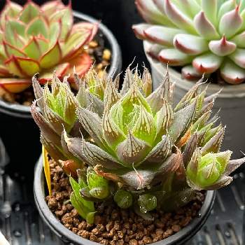 茨城県,植物好きと繋がりたい,多肉の寄せ植え,癒し,多肉のある暮らしの画像