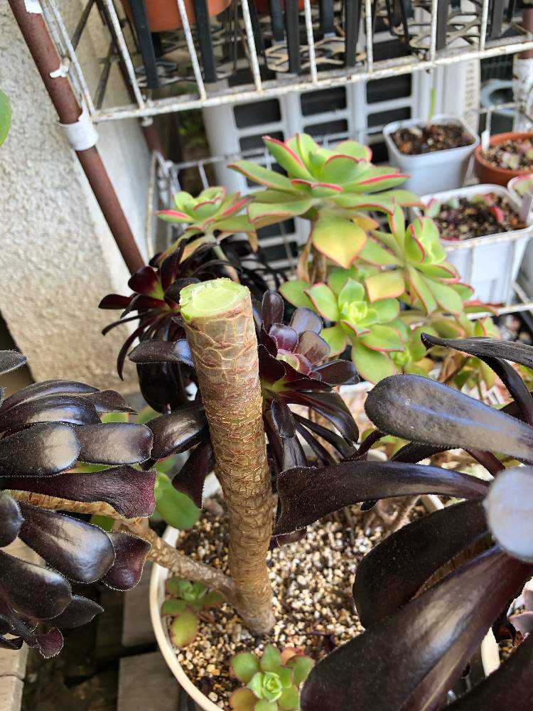 黒法師と夕映 アオエニウム①｜🍀GreenSnap（グリーンスナップ）