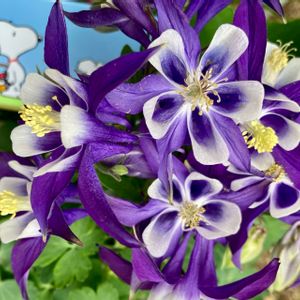 オダマキ,愛しの紫,毎月2日はスヌーピーの日,アプローチの画像