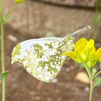 菜の花,小松菜,花壇,ガーデニング,野菜の花の画像