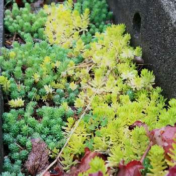 茨城県,植物好きと繋がりたい,多肉の寄せ植え,癒し,多肉のある暮らしの画像