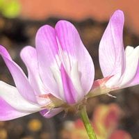 レンゲソウ,花壇,ガーデニング,山野草,マメ科の画像