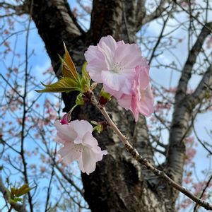 サクラ,八重桜,植栽,バラ科,木の花の画像