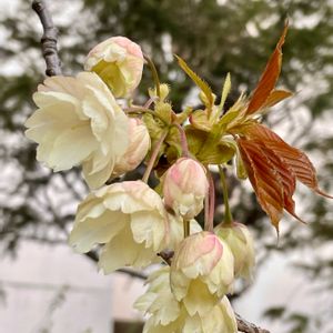 サクラ,八重桜,鬱金桜,植栽,バラ科の画像